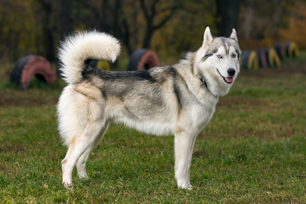 Siberian Husky: Hund steht in der Natur und schaut aufmerksam in die Kamera.