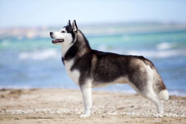 Siberian Husky von der Seite