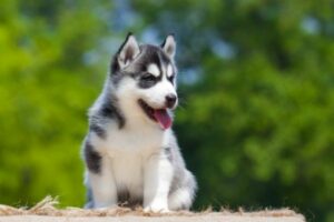 Siberian Husky im Rasseportrait