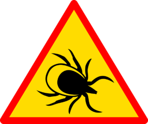 Borreliose Hunde: Warnzeichen vor Zecken