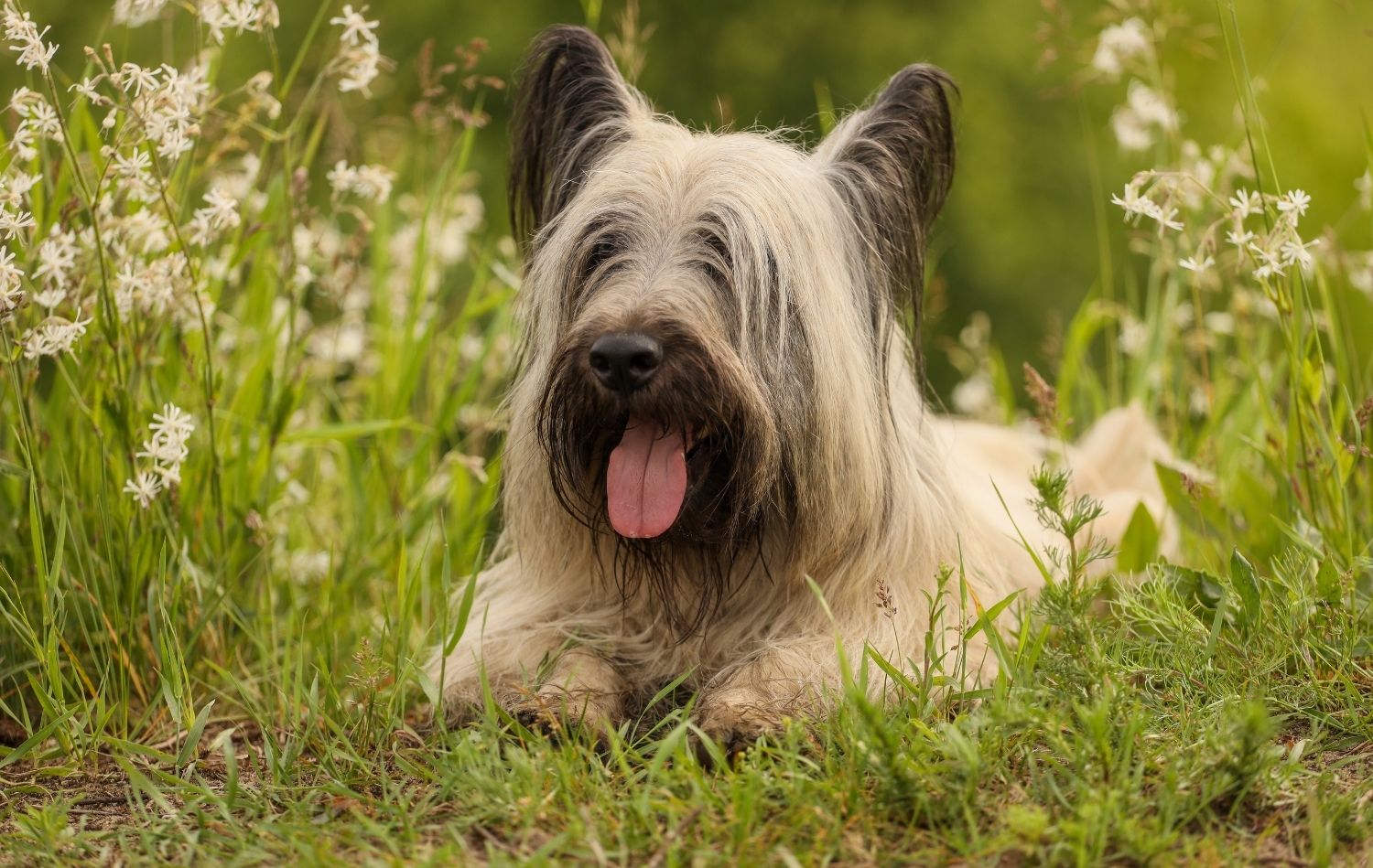 Skye Terrier im Liegen