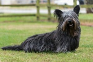 Skye Terrier in der Natur