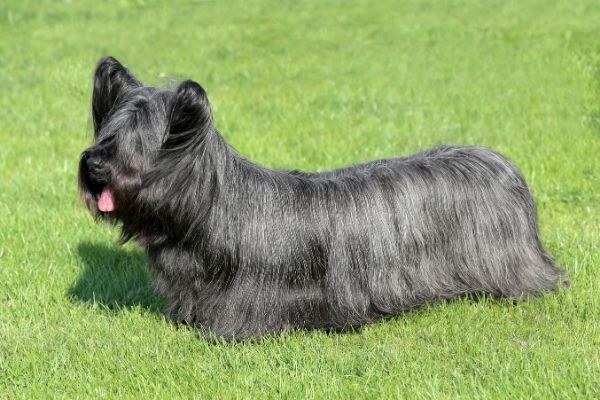 Skye Terrier von der Seite