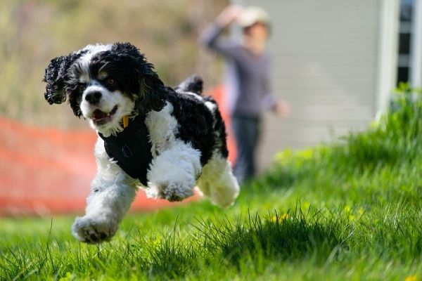 Sozialisierungsphase: Hund im Freien