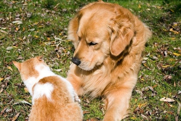 Sozialisierungsphase: Hund mit Katze