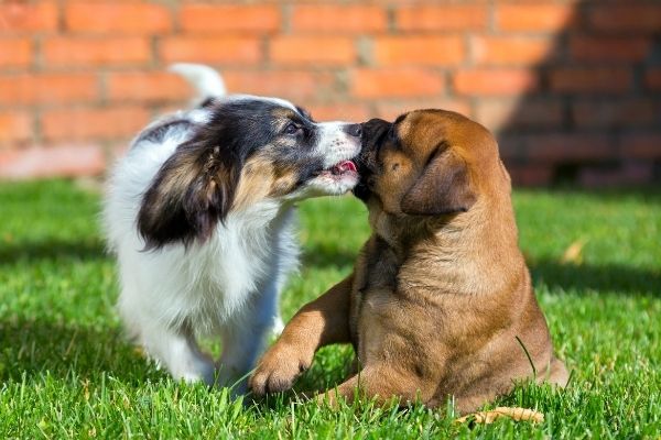 Sozialisierungsphase Hund: Welpen spielen miteinander