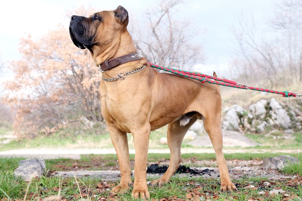 Spanische Hunderassen von A bis Z mit Bildern | edogs Magazin