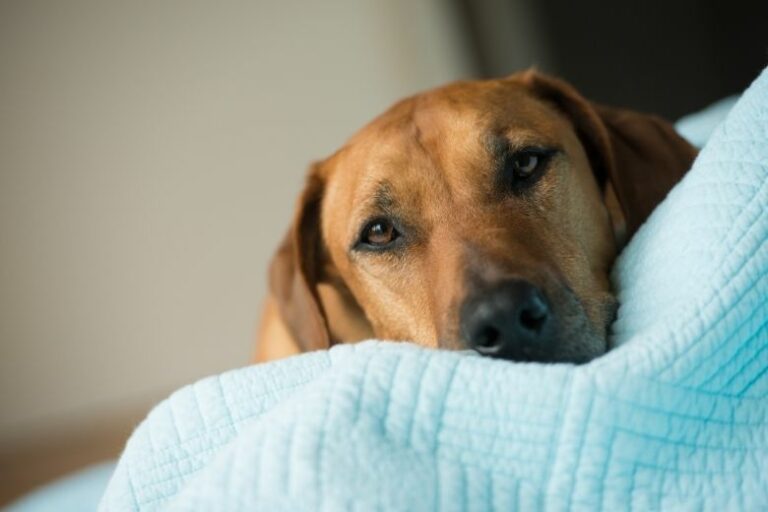 Spondylose beim Hund – Degeneration der Wirbelsäule