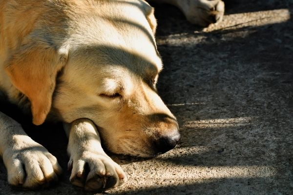 Spondylose: Hund liegt auf dem Boden