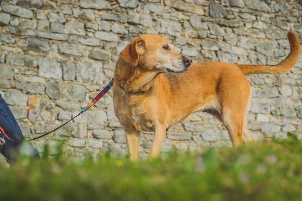 Spondylose: Hund auf dem Rasen