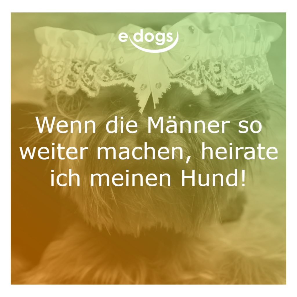 sprueche-hunde-1 Sprüche Hunde