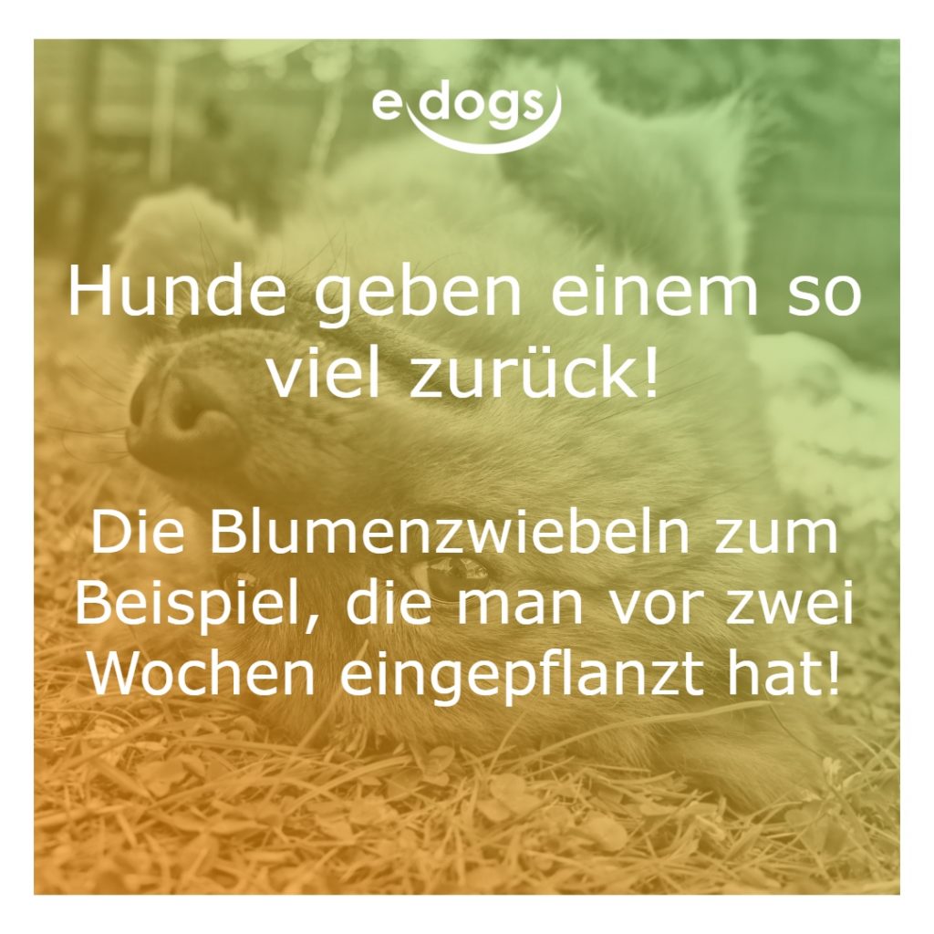 sprueche-hunde-11 Sprüche Hunde