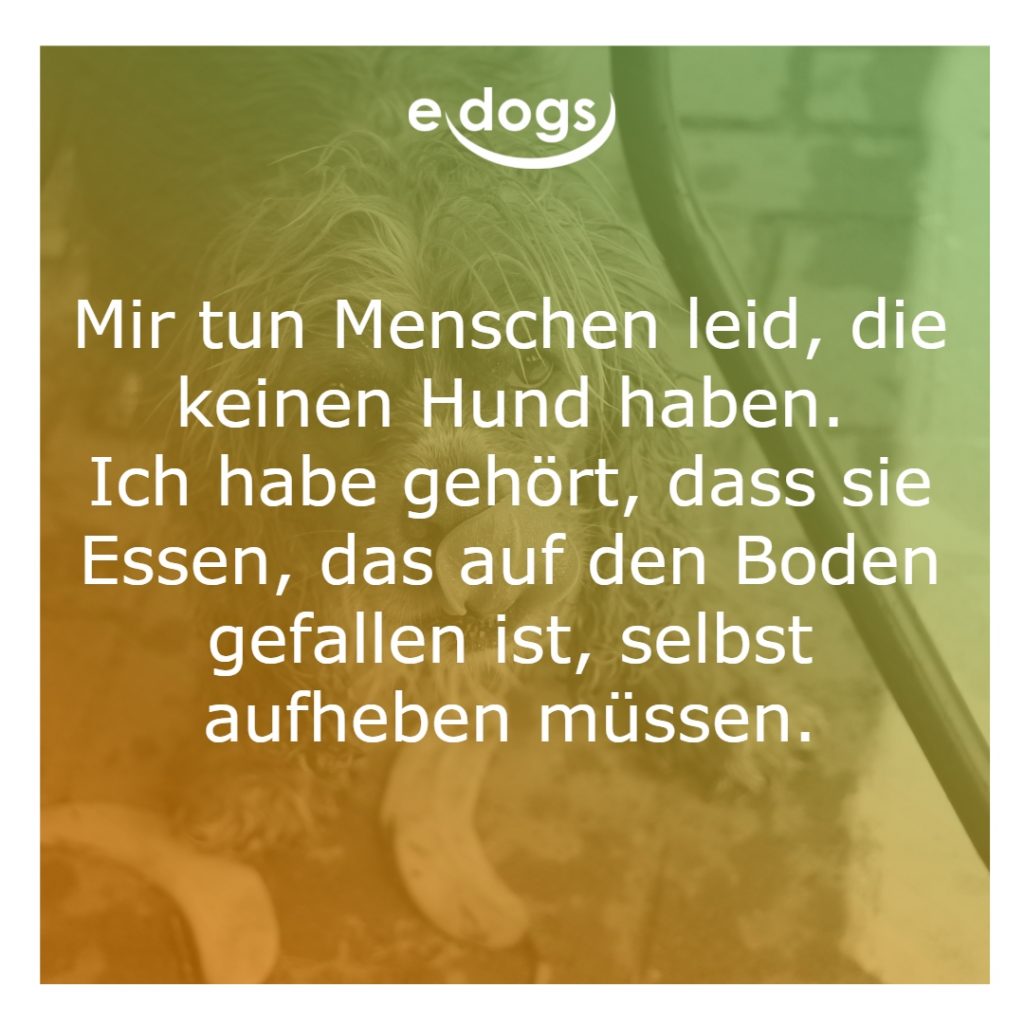 sprueche-hunde-12 Sprüche Hunde