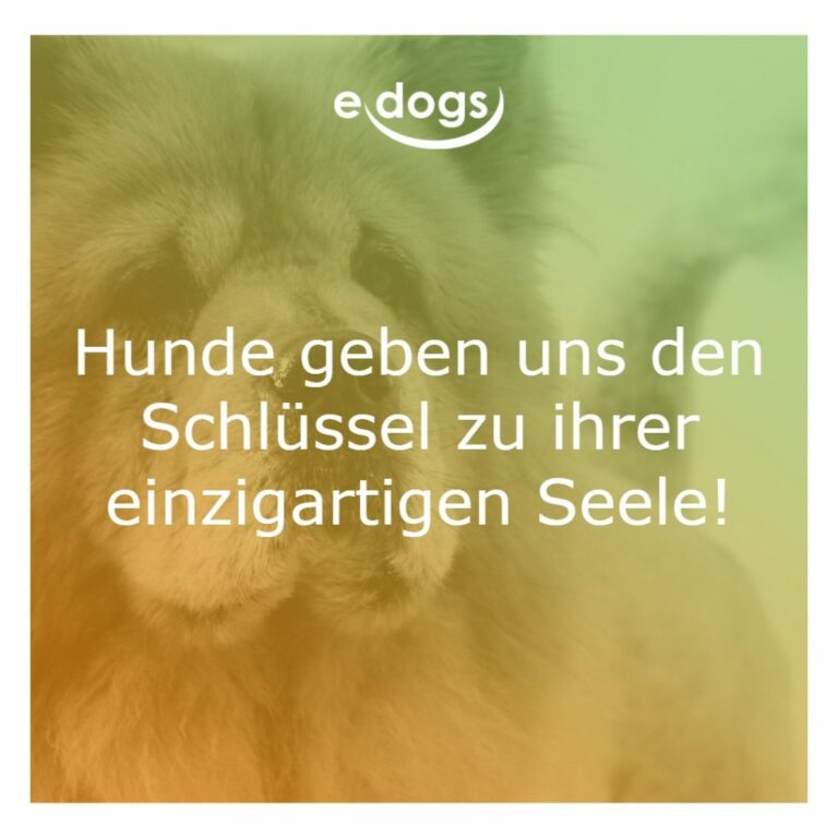 50+ Beste Hundesprüche & Weisheiten edogs.de Magazin