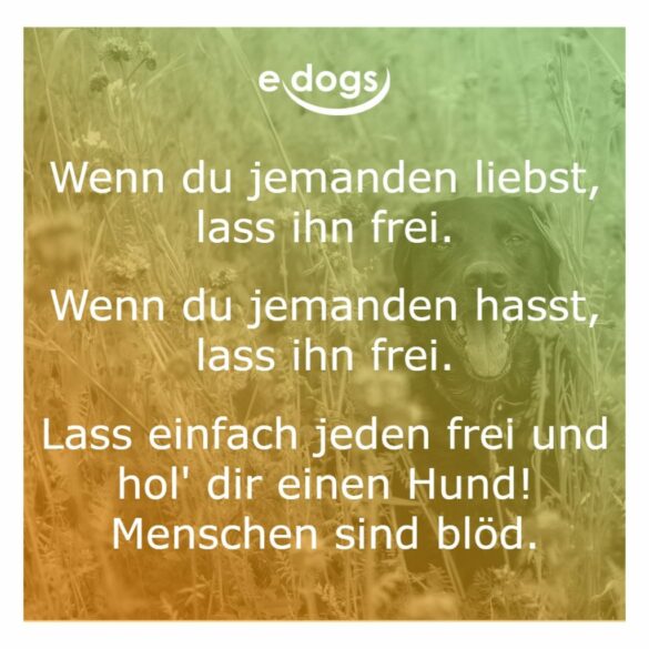 50+ Beste Hundesprüche & Weisheiten edogs.de Magazin