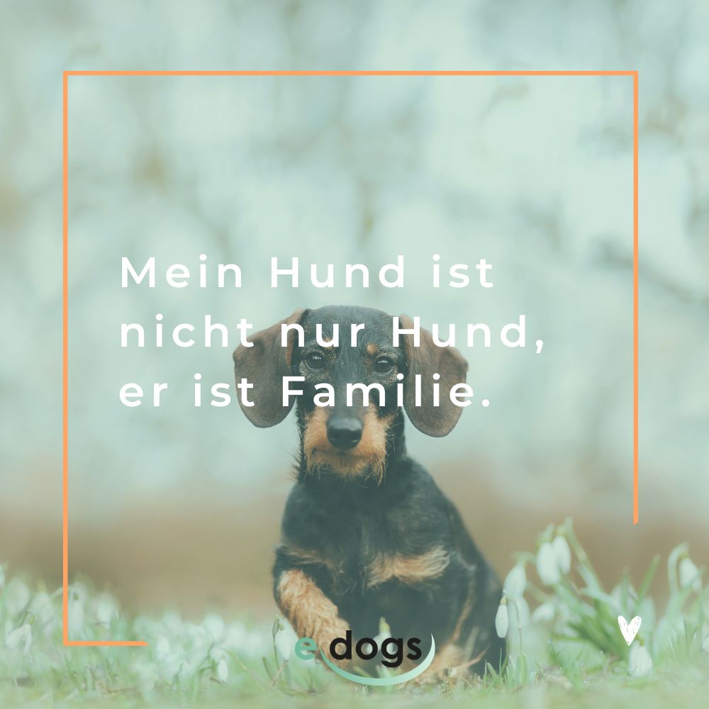 Sprüche Hundeliebe: Mein Hund ist nicht nur ein Hund, er ist Familie.