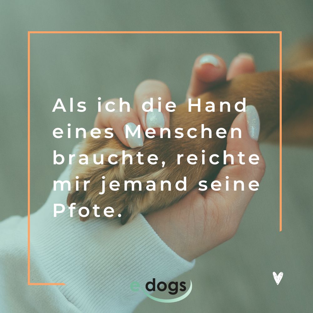 Sprüche Hundeliebe: Als ich die Hand eines Menschen brauchte, reichte mir jemand seine Pfote.