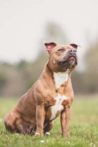 Staffordshire Bullterrier in der Natur