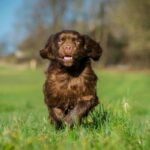 Sussex Spaniel im Auslauf