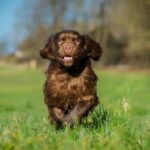 Sussex Spaniel im Auslauf