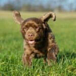 Sussex Spaniel Welpe