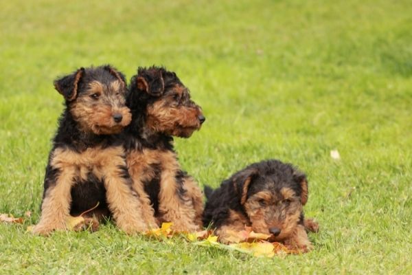 Terrier Hunderassen: Welsh Terrier Welpen