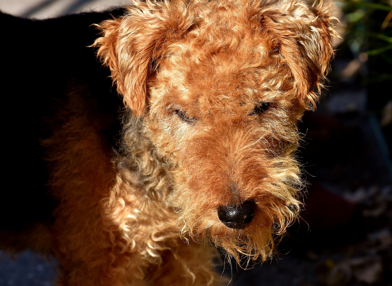 Welsh Terrier