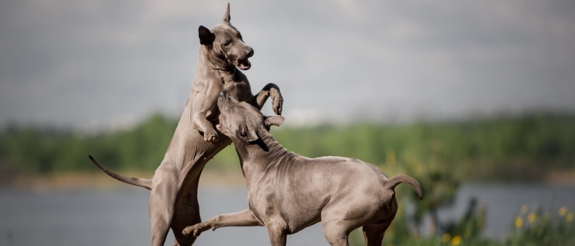 Thai Ridgeback beim Auslauf