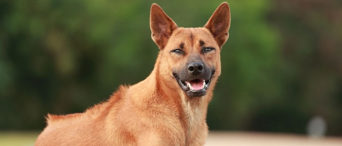 Thai Ridgeback im Liegen