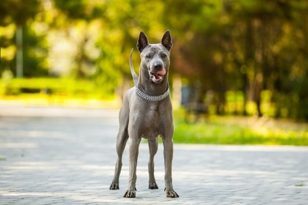 Thai Ridgeback im Portrait