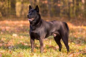 Thai Ridgeback von der Seite