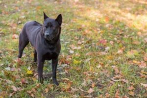 Thai Ridgeback Welpe