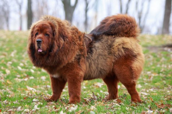 Tibet Dogge: Hund steht auf einer Wiese.