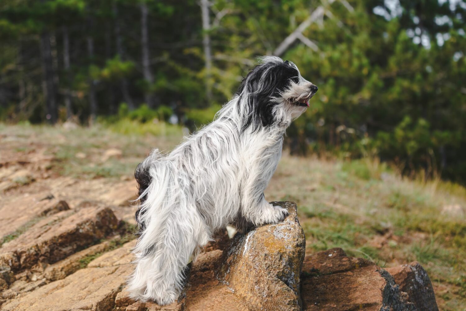 Tibet Terrier auf Steinen