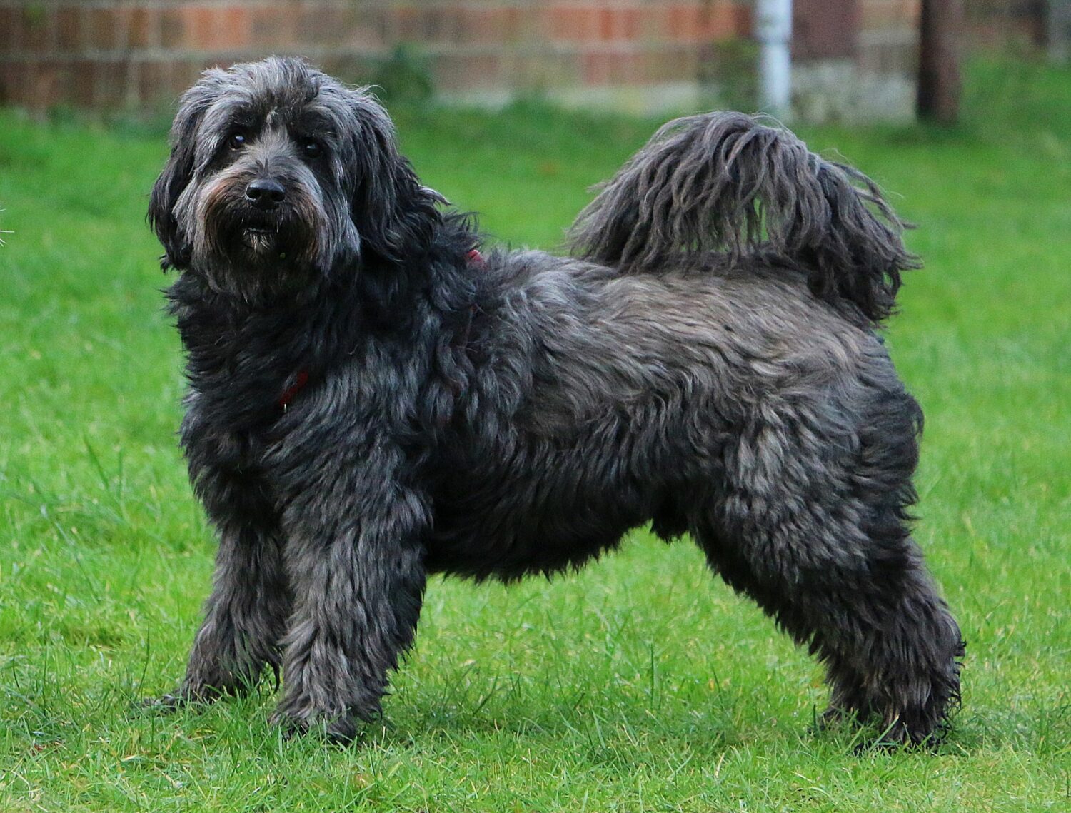 Tibet Terrier von der Seite