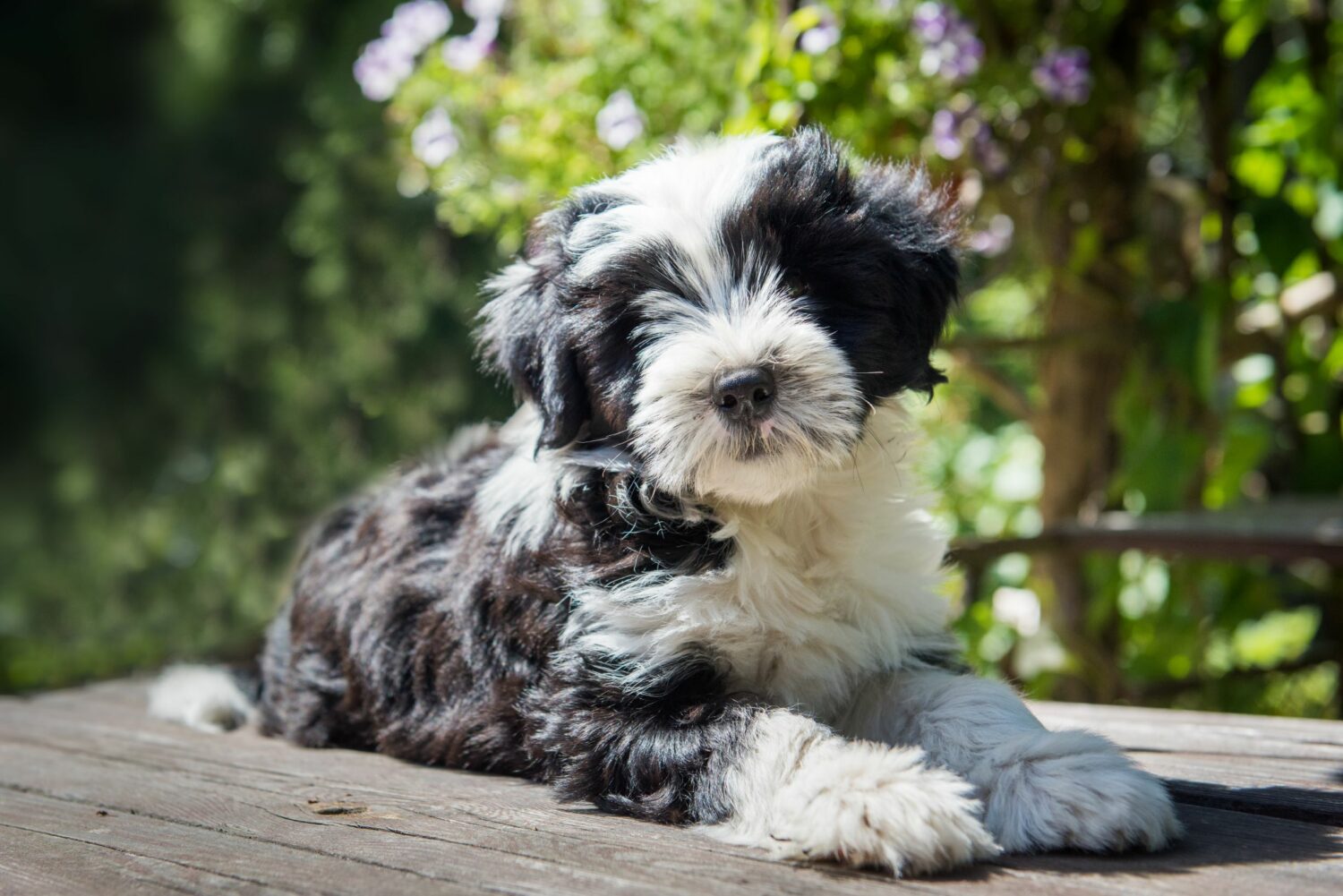 Ein Tibet Terrier Welpe sollte von einem seriösen Züchter stammen