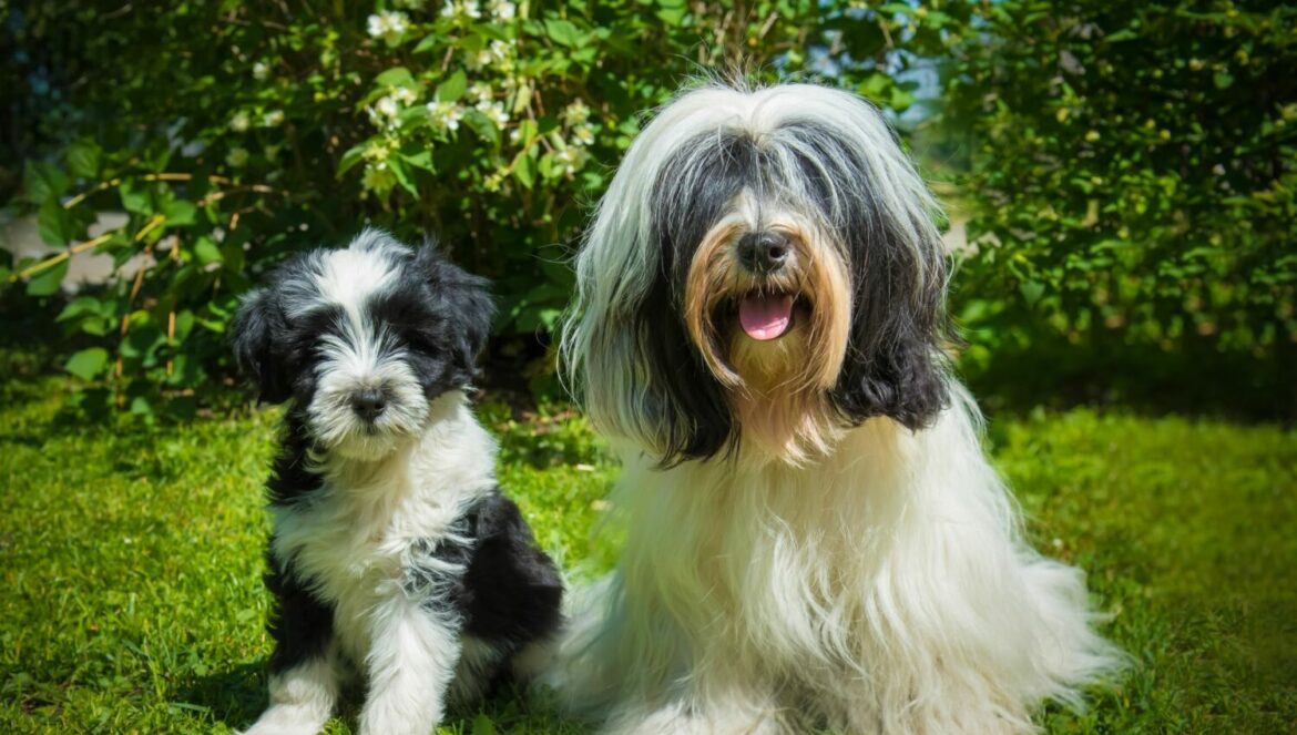 Tibet Terrier auf einer Wiese