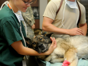 Hund Tierklinik Giftköder Vergiftung