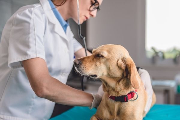 Tierarztbesuch: Hund auf Behandlungstisch