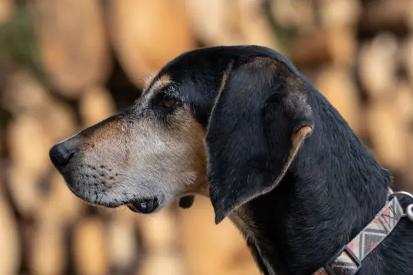 Porträtaufnahme von Rohny im Profil. Die Nahaufnahme zeigt seinen edlen Kopf mit der charakteristischen grauen Zeichnung um die Schnauze, die auf ein gesetzteres Alter oder seine Lebenserfahrung hindeutet. Er trägt ein gemustertes Halsband vor einem weich gezeichneten Hintergrund aus Holzscheiten.