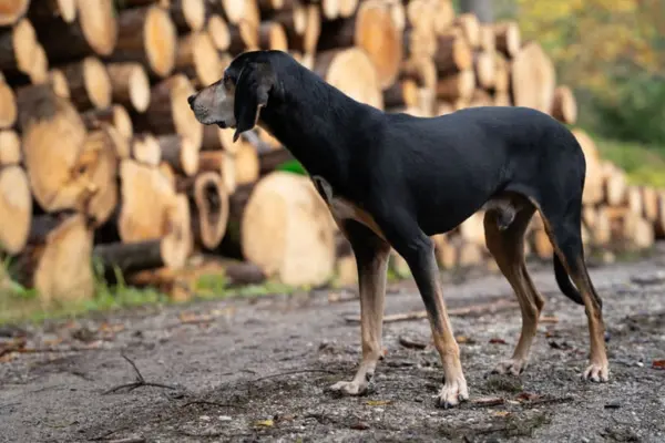 Ganzkörperaufnahme von Rohny, einem schlanken, schwarz-braunen Laufhund-Mischling. Er steht aufmerksam im Profil auf einem Waldweg; im Hintergrund stapeln sich große Holzstämme. Der Hund hat langes, seidiges Schlappohr und eine athletische Statur.