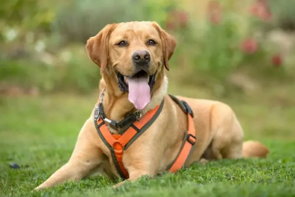 Ein freundlicher, hellbrauner Labrador Retriever liegt entspannt im grünen Gras. Er blickt direkt in die Kamera, hechelt fröhlich mit herausgestreckter Zunge und trägt ein auffälliges orange-graues Hundegeschirr.