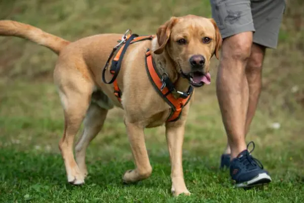Der hellbraune Labrador läuft aufmerksam an der Seite eines Menschen über eine Wiese. Das Bild zeigt den Hund in der Bewegung von vorne-seitlich, während er sein orangefarbenes Sicherheitsgeschirr trägt. Im Anschnitt sind die Beine der Begleitperson zu sehen.
