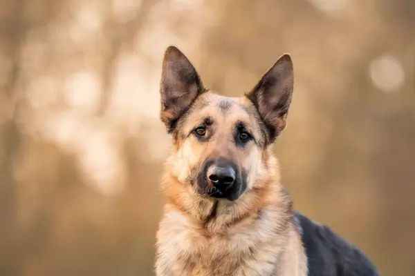 Porträtaufnahme eines Deutschen Schäferhundes von vorne. Der Hund blickt mit einem ruhigen, intelligenten Ausdruck in die Kamera; seine typische dunkle Gesichtsmaske und die wachen Augen kommen vor dem goldenen Bokeh-Hintergrund besonders gut zur Geltung.