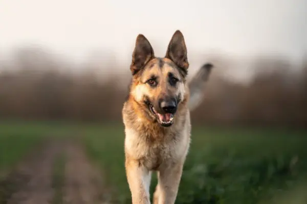 Ein imposanter Deutscher Schäferhund läuft aufmerksam und mit aufgestellten Ohren direkt auf die Kamera zu. Er befindet sich auf einer grünen Wiese, der Hintergrund ist in weichem, herbstlichem Licht unscharf gezeichnet.