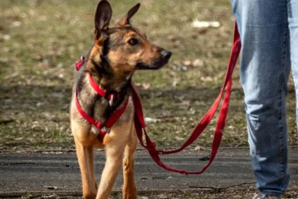 Nahaufnahme des beigefarbenen Mischlingshundes beim Spaziergang an einer roten Leine. Der Hund blickt aufmerksam im Profil nach rechts. Man sieht das rote Geschirr und im Anschnitt die Beine einer Begleitperson in Jeans.