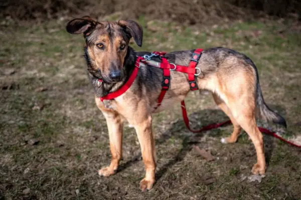 Ein mittelgroßer Mischlingshund mit beigefarbenem und schwarzem Fell (Schäferhund-Typ) steht aufmerksam auf einer trockenen Wiese im Sonnenlicht. Der Hund trägt ein auffälliges rotes Brustgeschirr, hat große, bernsteinfarbene Augen und blickt leicht zur Seite.