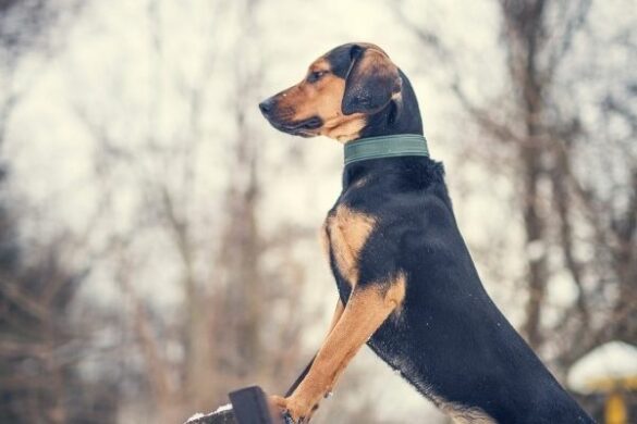 Tiroler Bracke Steckbrief, Charakter, Wesen und Haltung