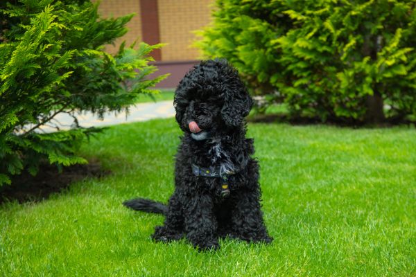 Toypudel: Schwarzer Hund sitzt auf einer Wiese