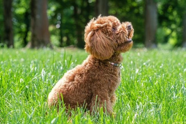 Toypudel: Hund von der Seite auf einer Wiese sitzend